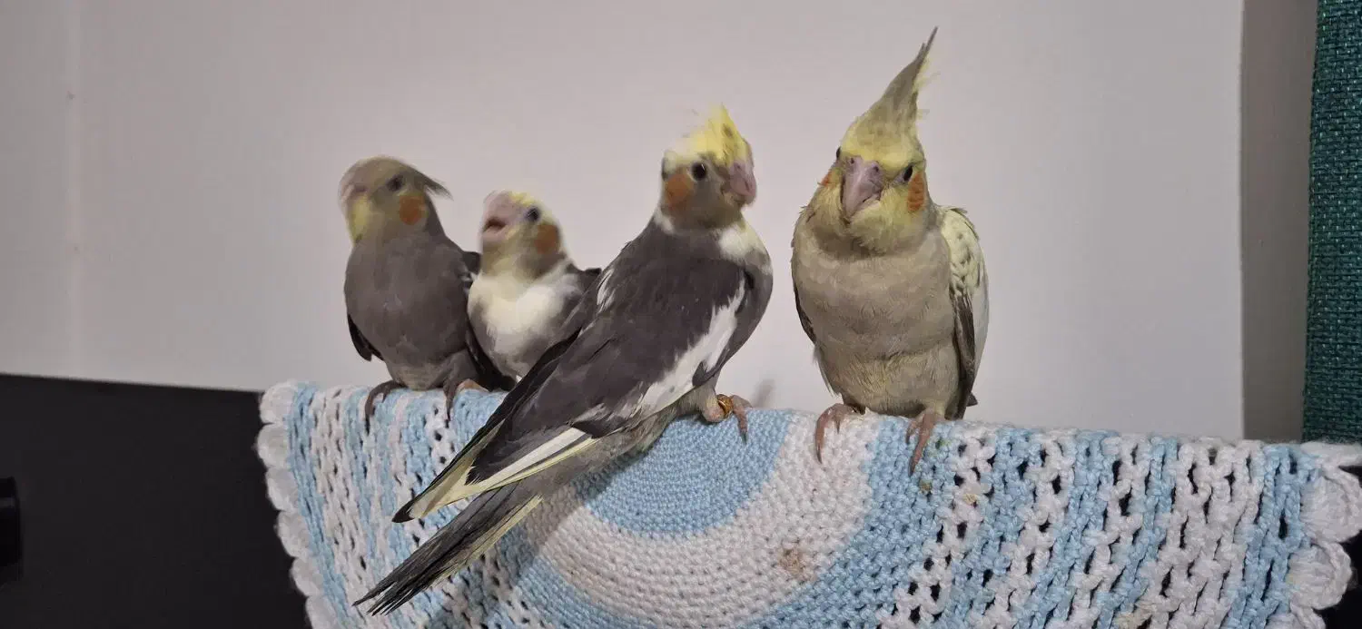 جوجه سرلاکی نرم خور عروس هلندی|پرنده|ساری, |دیوار