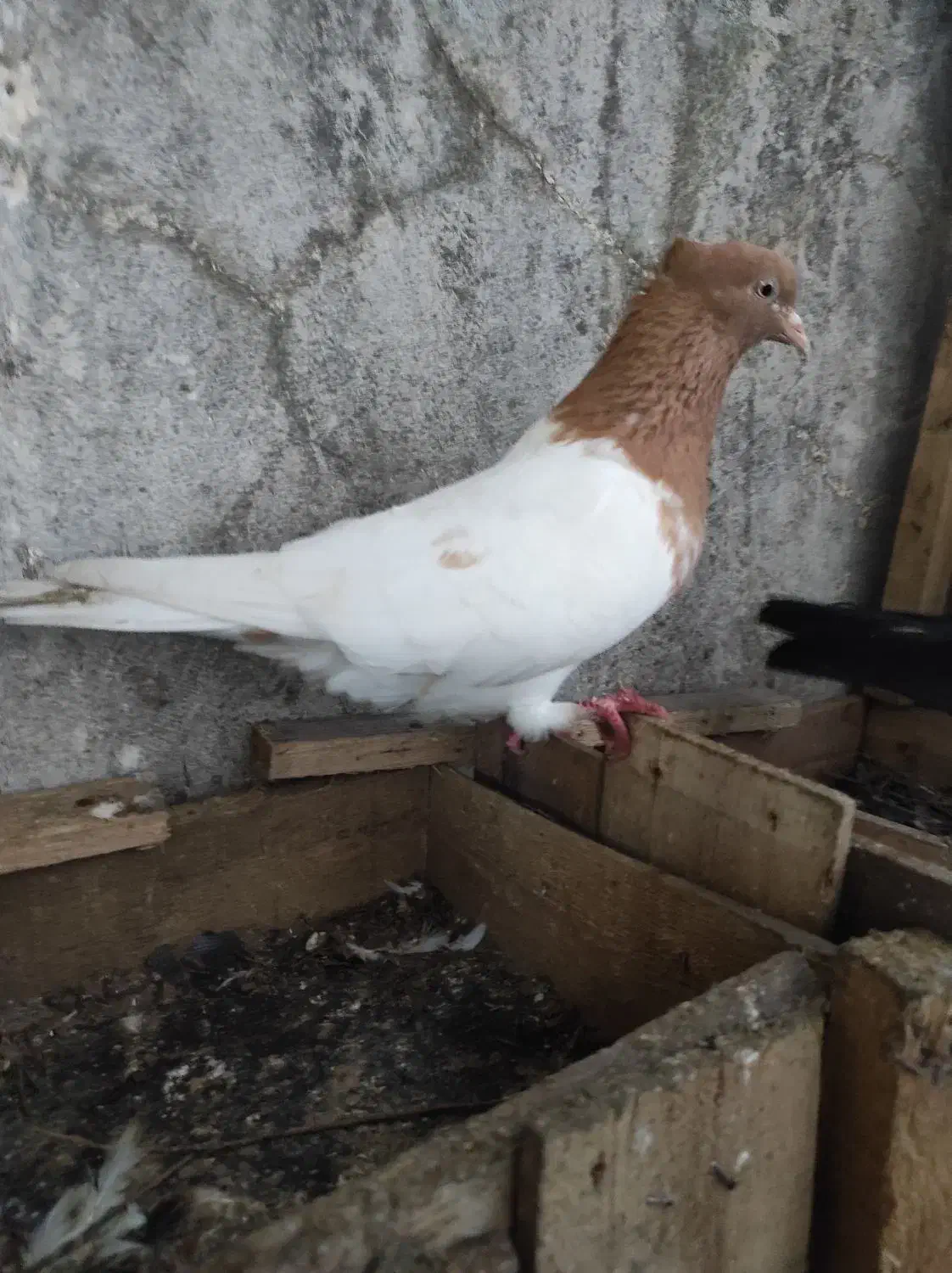 کبوتر|پرنده|رشت, گلباغ نماز|دیوار