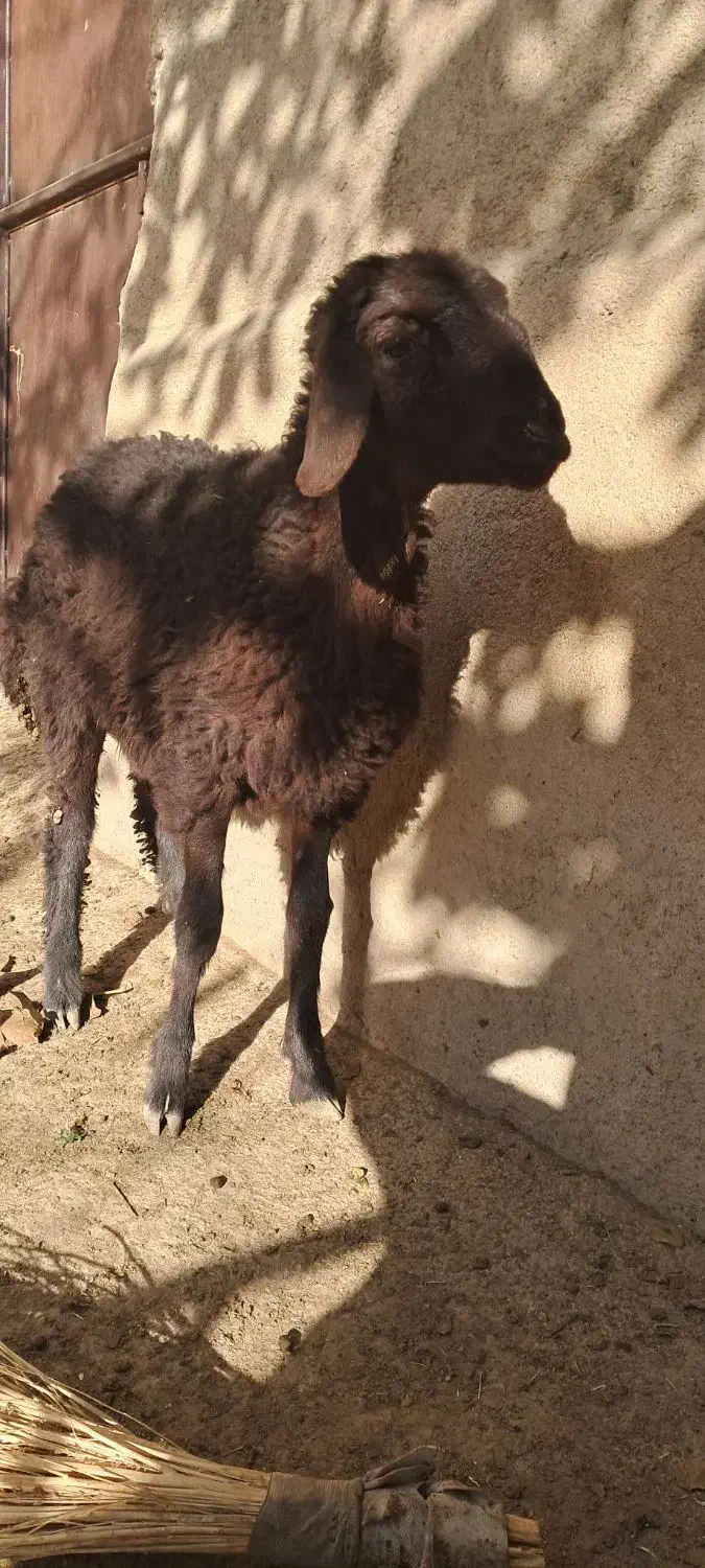 فروش بره قزل افشاری|حیوانات مزرعه|لالجین, |دیوار