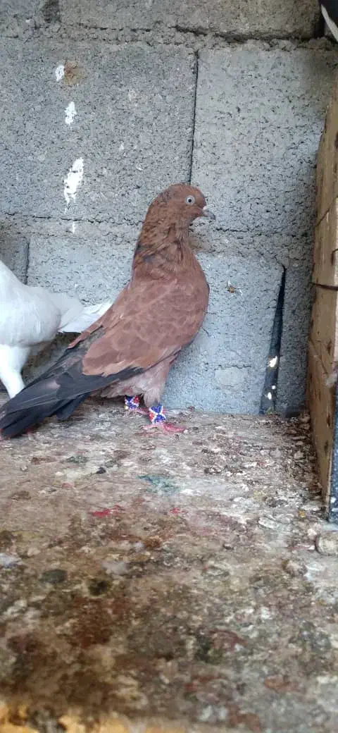 کبوتر کله ایی|پرنده|بندر گناوه, |دیوار