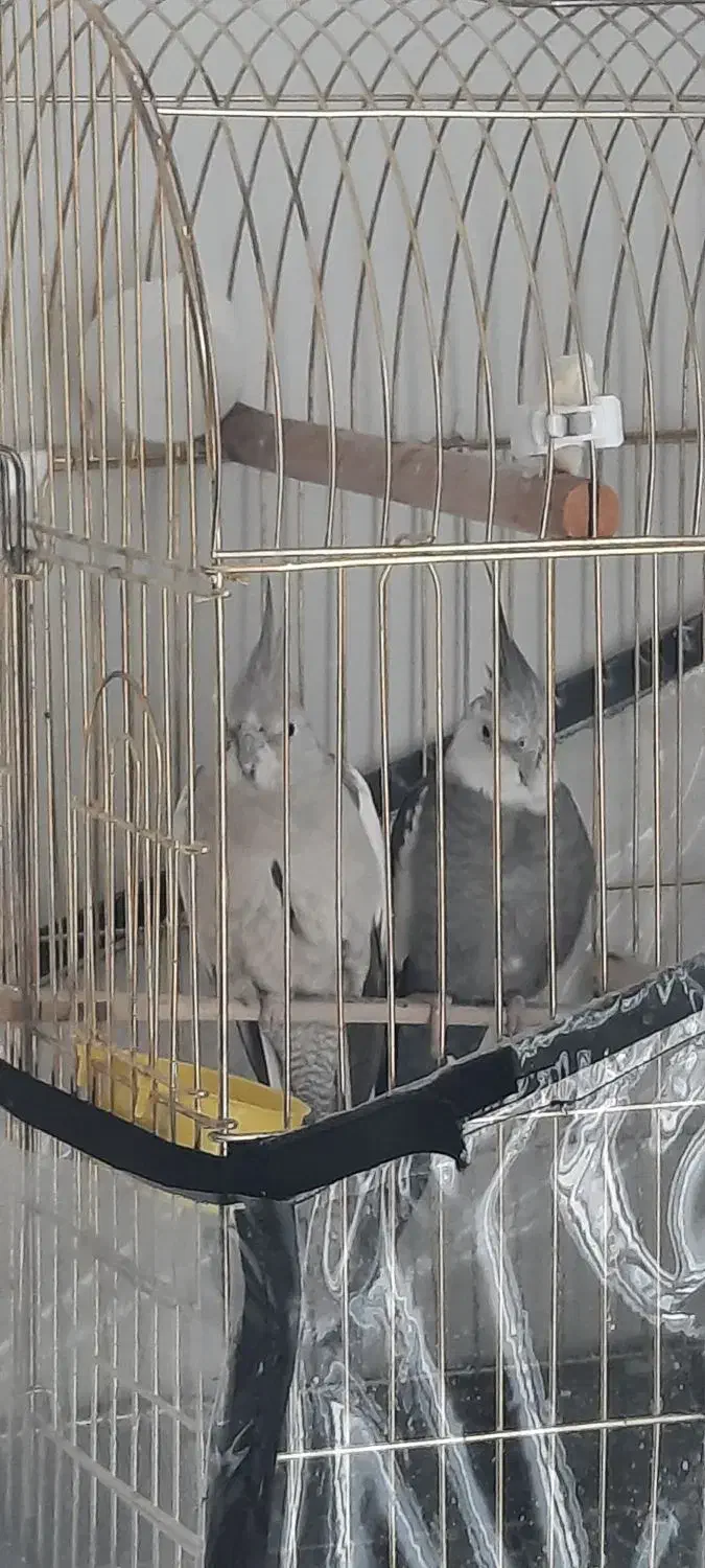 عروس هلندی وایت فیس مولد تظمینی|پرنده|آستارا, |دیوار