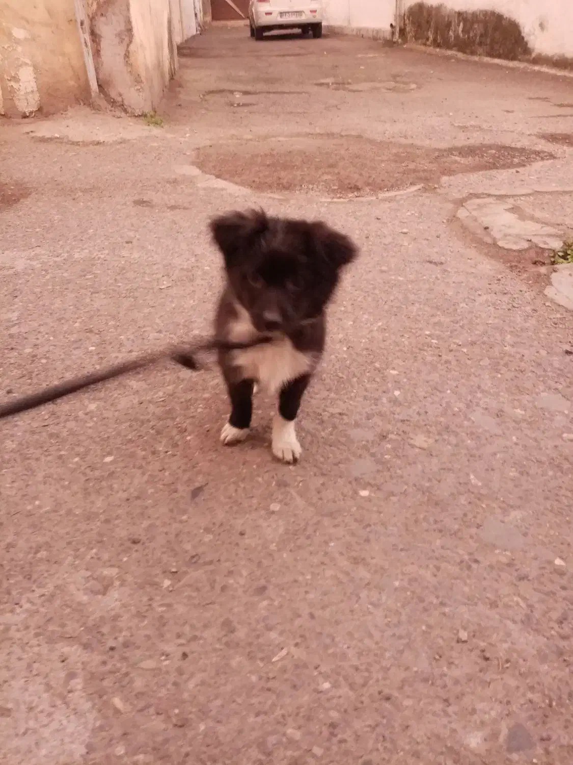 توله سگ فقط 2ماه دا ه|سگ|رشت, سلیمانداراب|دیوار