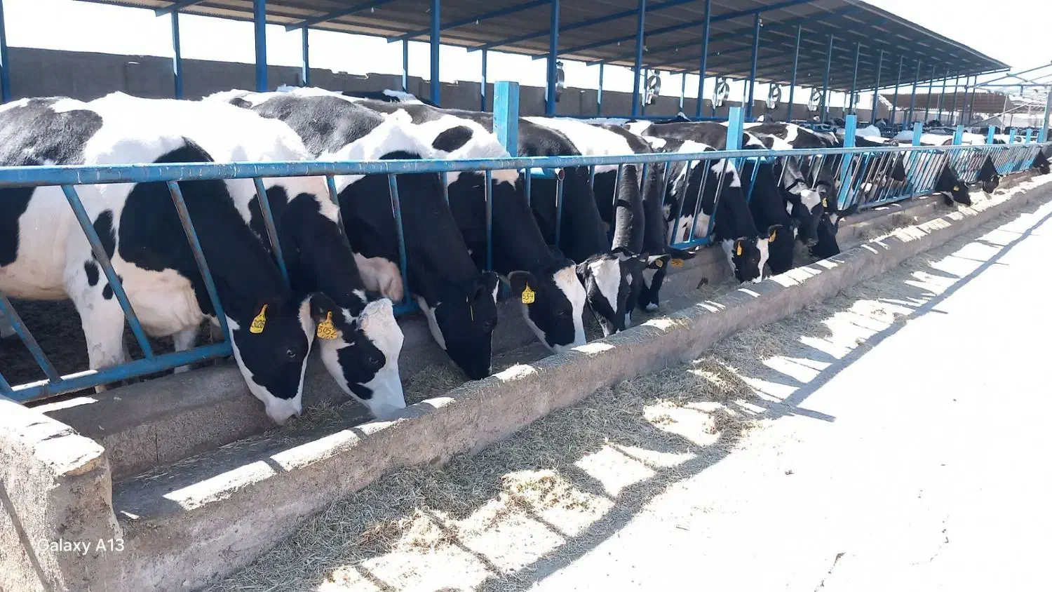 گاو گوساله تلیسه|حیوانات مزرعه|اصفهان, گرکان|دیوار