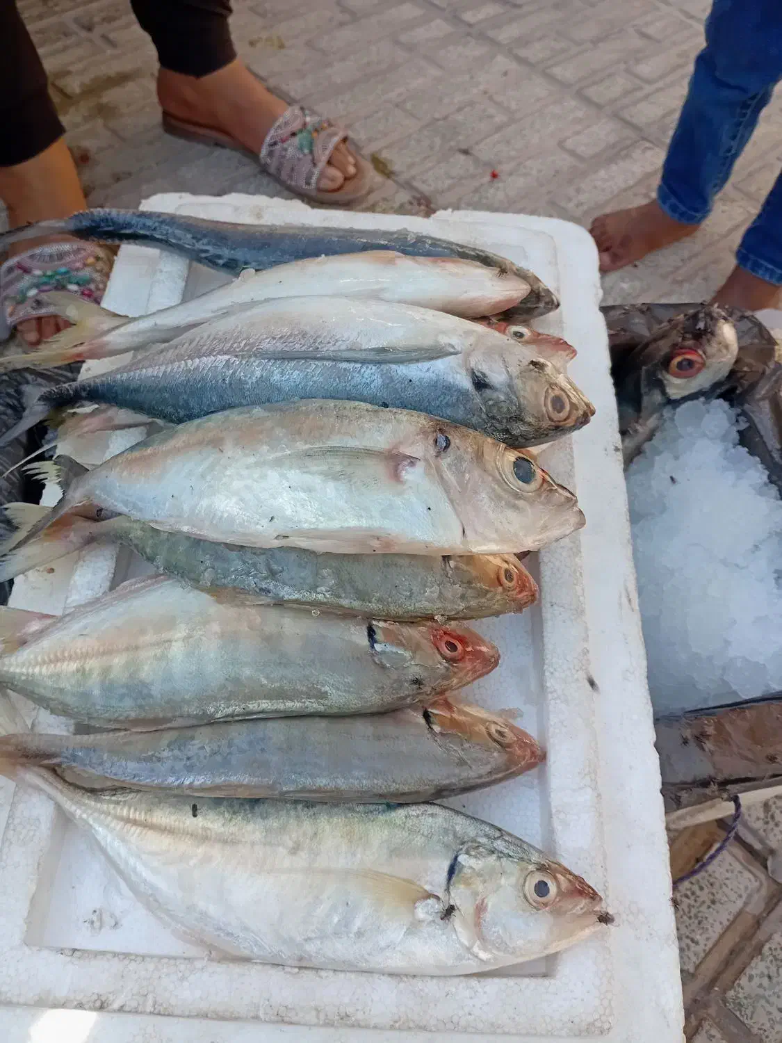 بادمجان9.فلفل15 خیار 21هشت خط30ماهی|عمده‌فروشی|بندرعباس, |دیوار