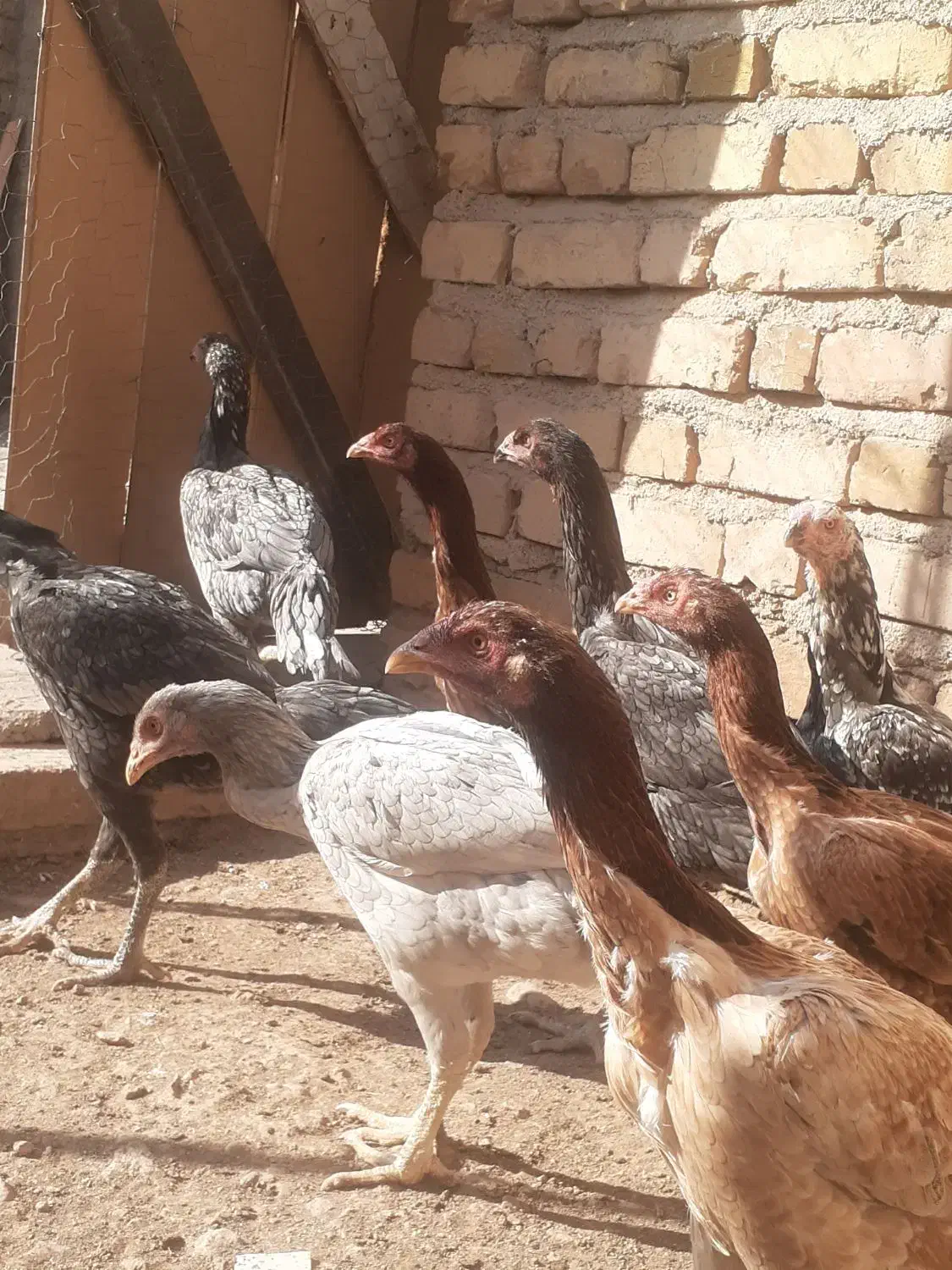 اوشامو|عمده‌فروشی|قزوین, |دیوار