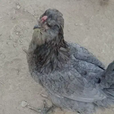 تخم نطفه دار گلین طوسی و پنگوئنی|حیوانات مزرعه|اصفهان, تیران|دیوار