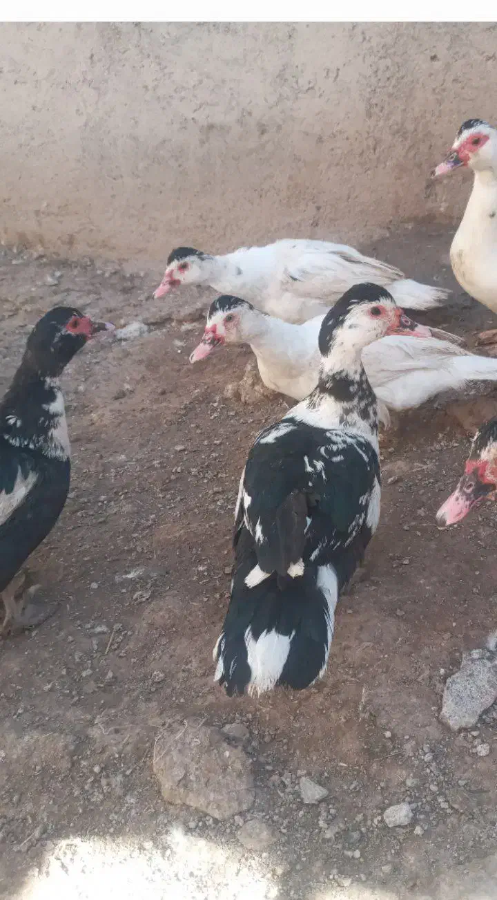 اردک اسراییلی|حیوانات مزرعه|سراب, |دیوار