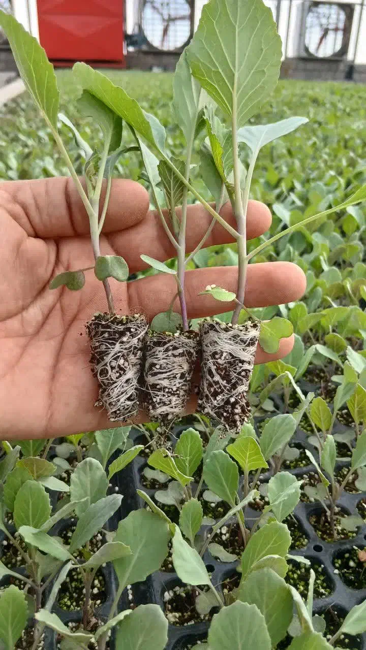 نشا کلم گاهو و ...|خدمات باغبانی و درختکاری|دزفول, |دیوار