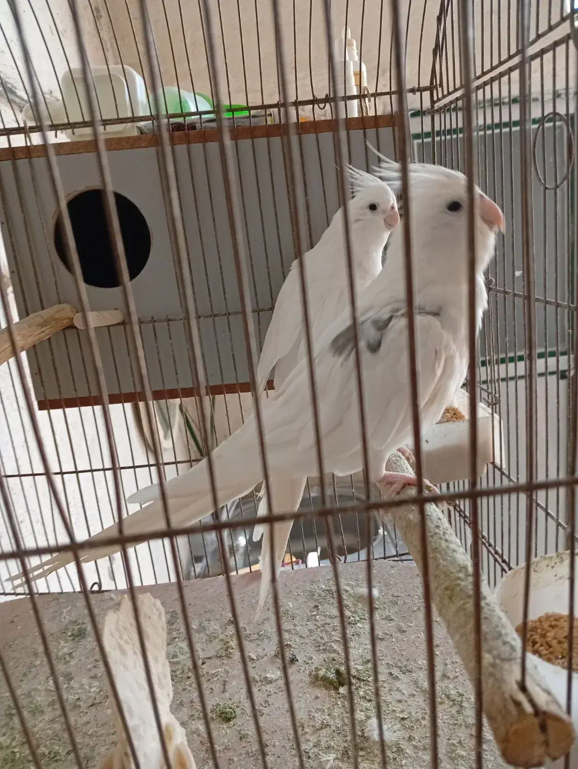 عروس نر تک خال آلبینو|پرنده|باقرشهر, |دیوار