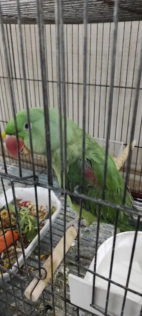 شاه طوطی سخن گوشرط نر|پرنده|شادگان, |دیوار