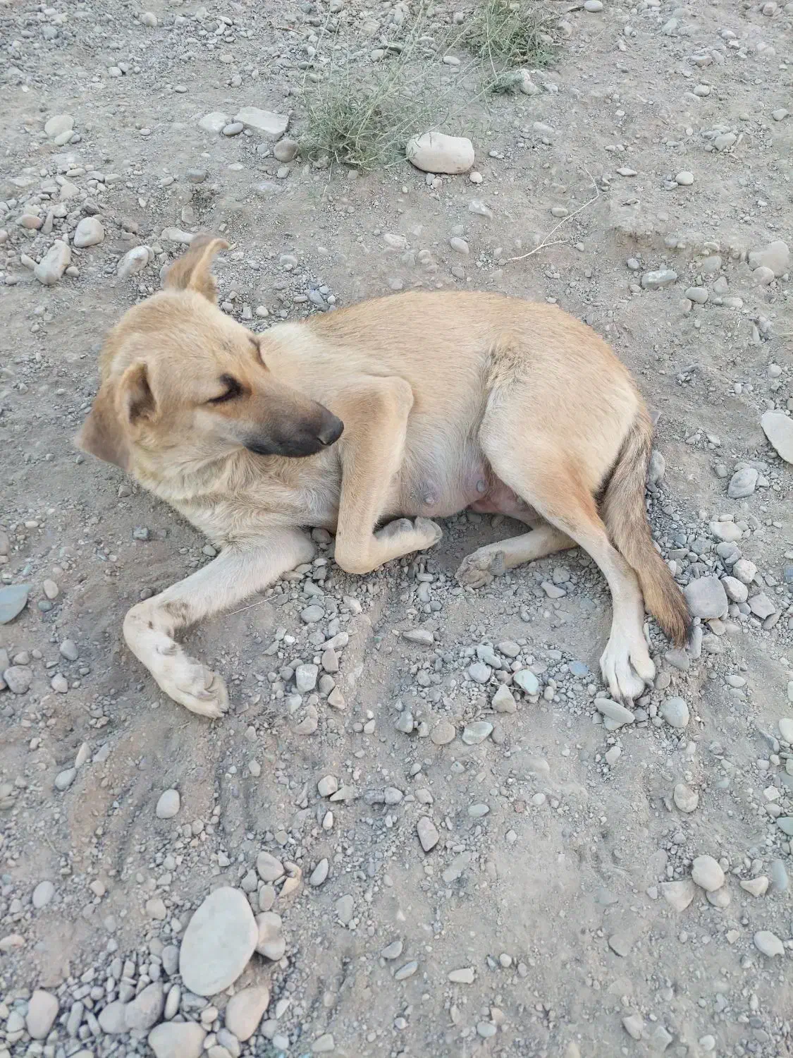 واگذاری رایگان سگ|سگ|اندیشه, اندیشه فاز ۵|دیوار