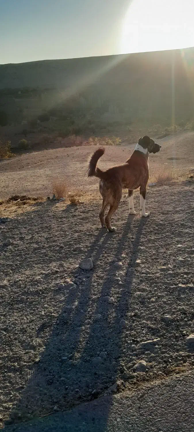 سگ خراسانی|سگ|فاروج, |دیوار