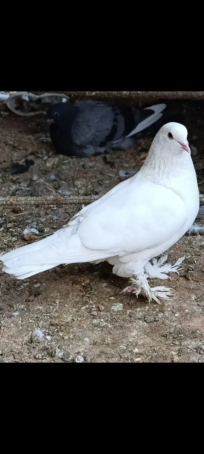 دو جفت کفتر سفید|پرنده|اندیکا, |دیوار