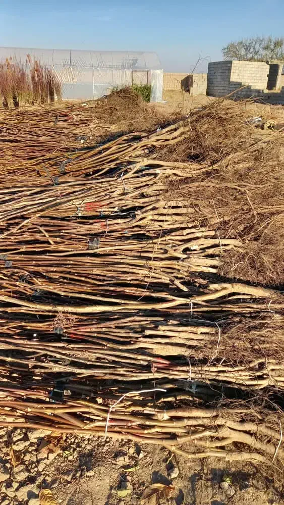 نهالستان تولید عمده و تکی نهال|خدمات باغبانی و درختکاری|اردبیل, |دیوار