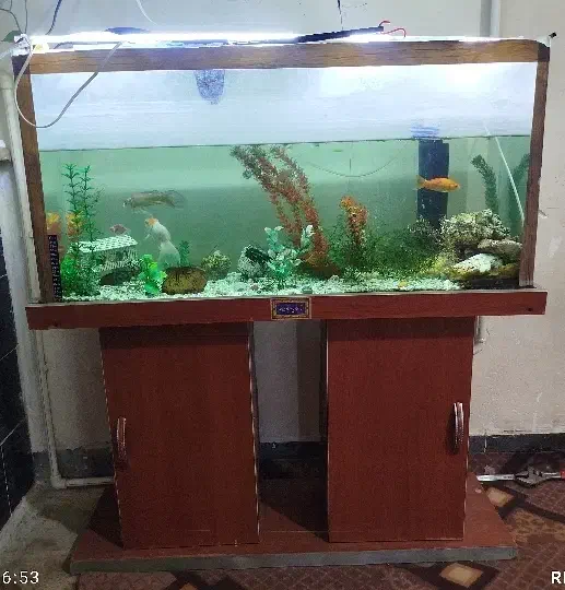 آکواریوم|ماهی|نورآباد, |دیوار