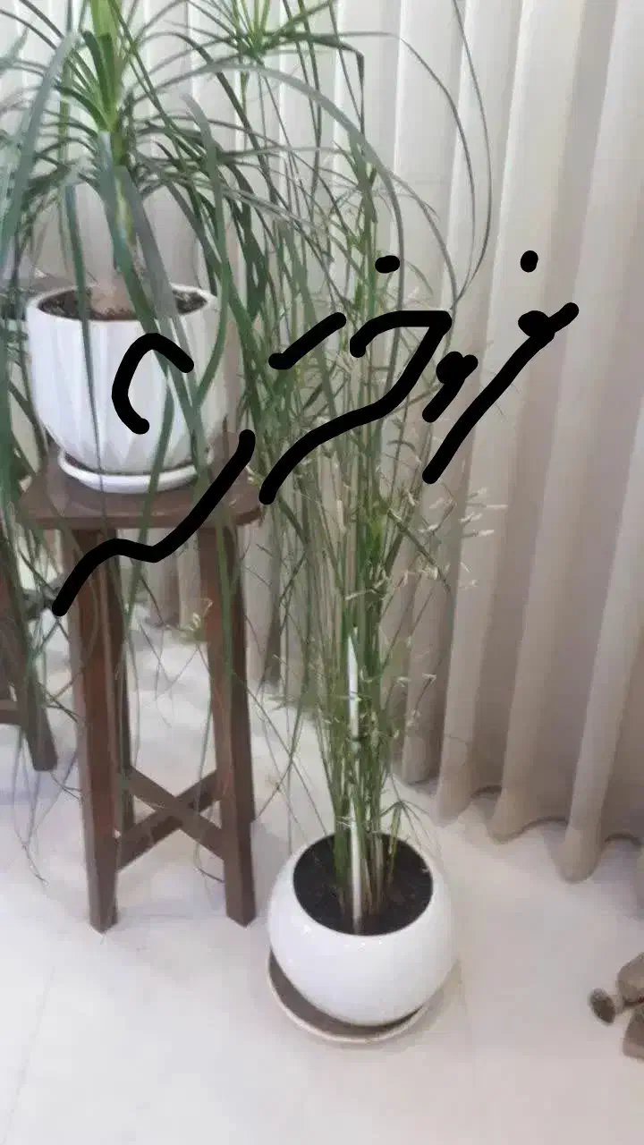 گل و گلدان طبیعی|گل و گیاه طبیعی|مشهد, الهیه|دیوار