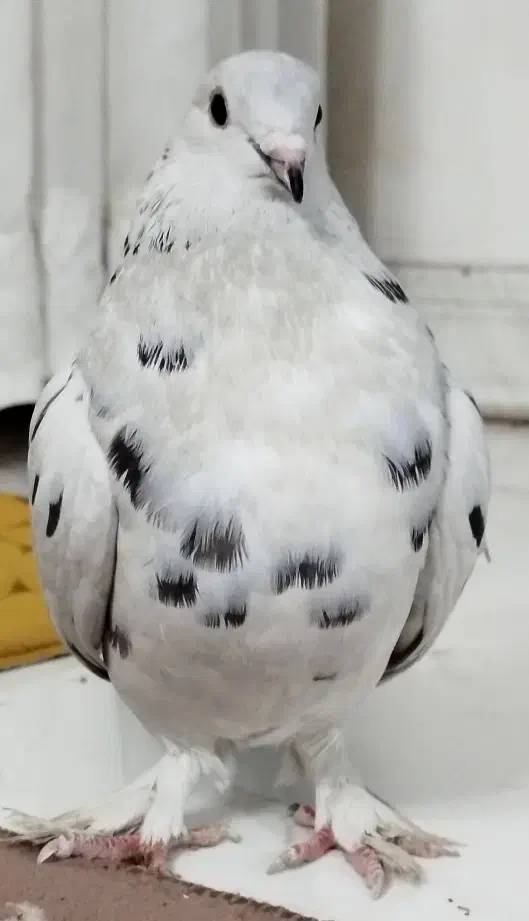 کبوتر|پرنده|پاکدشت, پاکدشت (مامازند)|دیوار