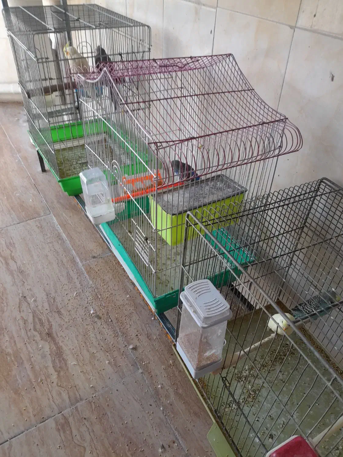 فروش قناری رسمی بلند ورسمی|پرنده|ابهر, |دیوار