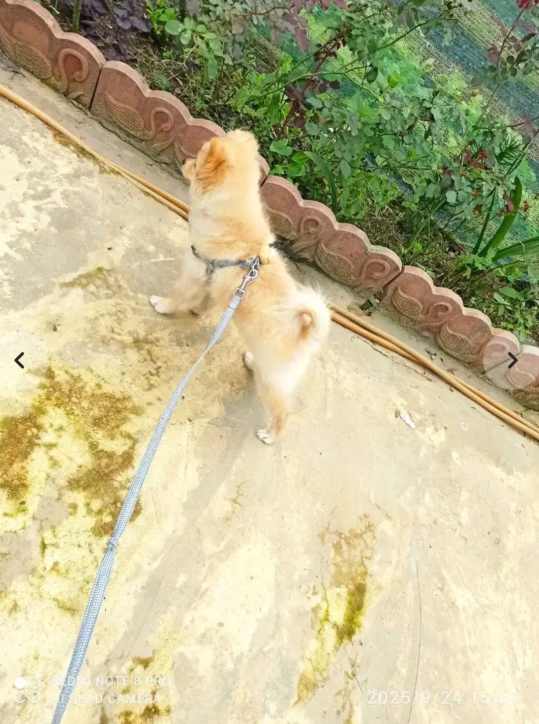 پامر روباهیی ۴ماهه|سگ|رودسر, |دیوار