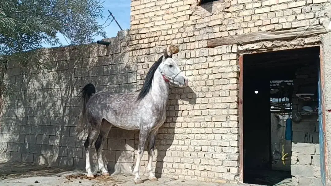 نریان کره رخش نوربخش وکامران قدیری|اسب و تجهیزات اسبسواری|ابریشم, |دیوار