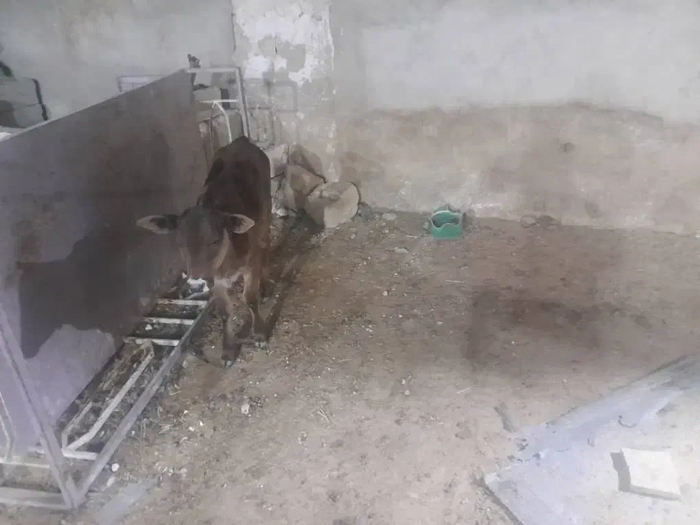 گوساله|حیوانات مزرعه|بنارویه, |دیوار