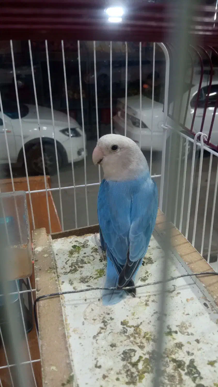 طوطی برزیلی صحیح وسالم|پرنده|بندر ماهشهر, |دیوار