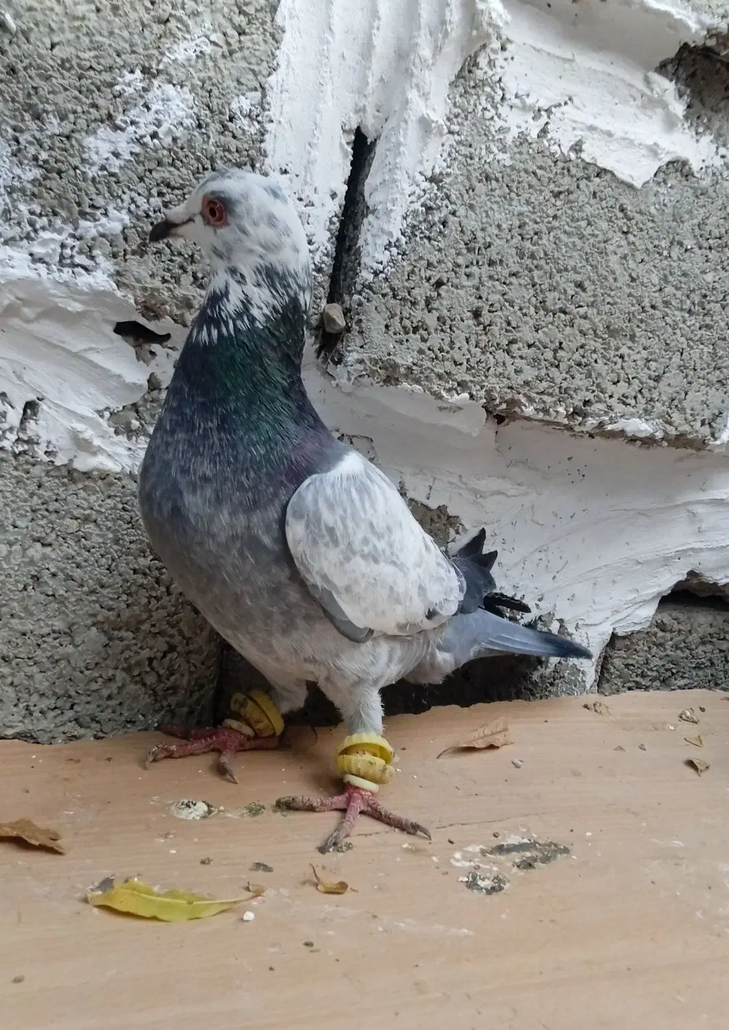 سار|پرنده|آزادشهر, |دیوار