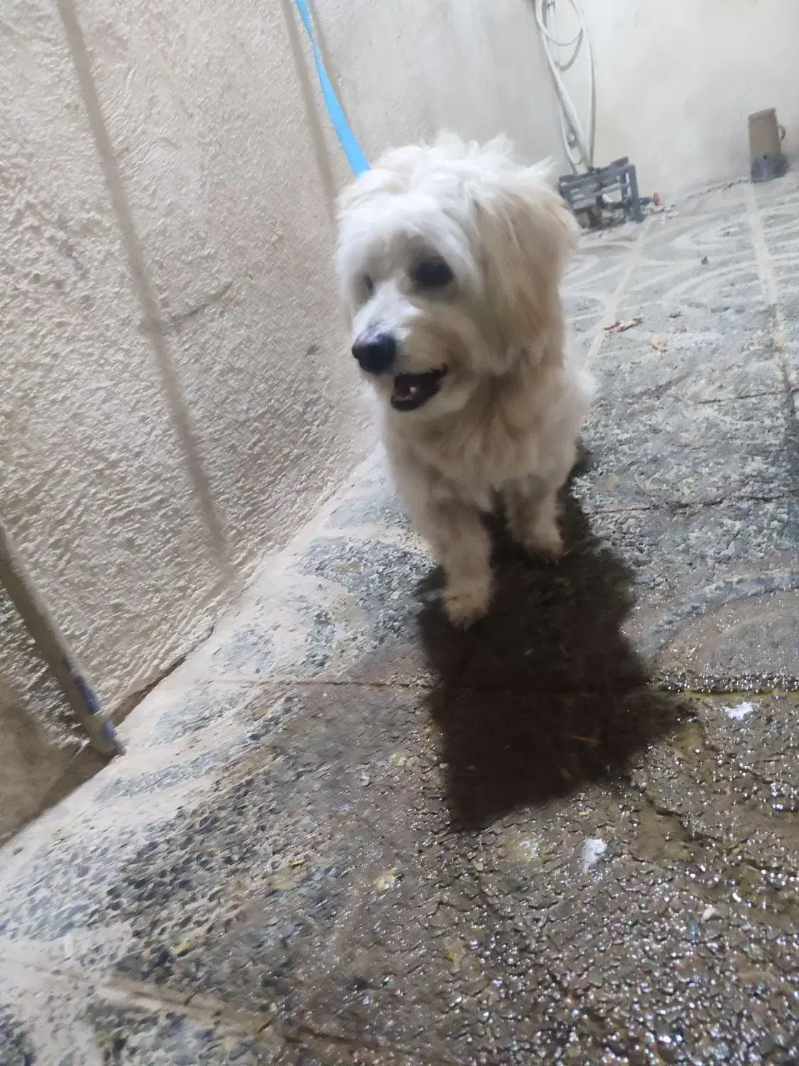 سگ خونگی|سگ|بروجرد, |دیوار