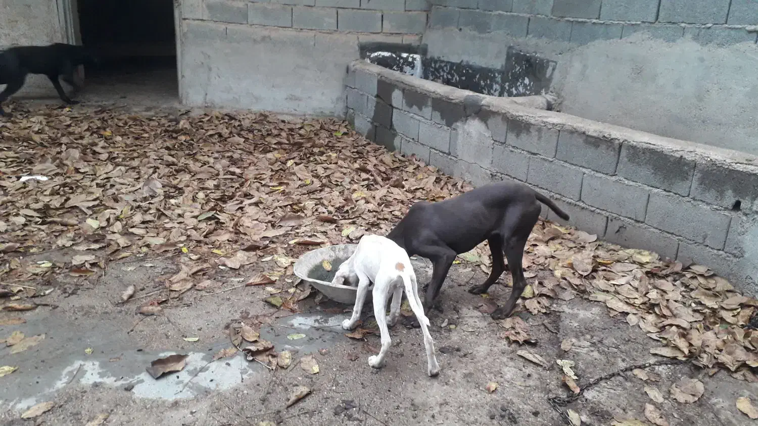 پوینتر انگلیس و المان|سگ|گلی داغ, |دیوار