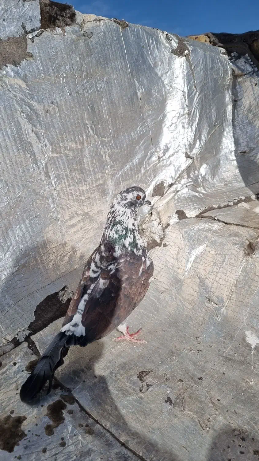 کفتر پرشی|پرنده|فولادشهر, B7|دیوار