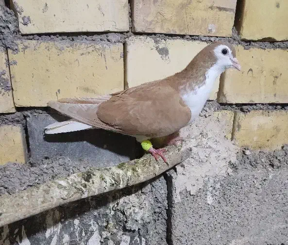 پرنده|پرنده|خرمشهر, |دیوار