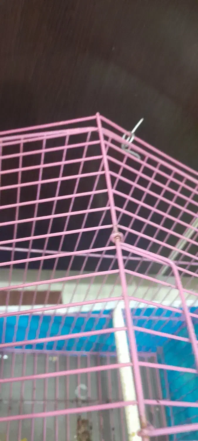 فنچ|پرنده|آبادان, |دیوار