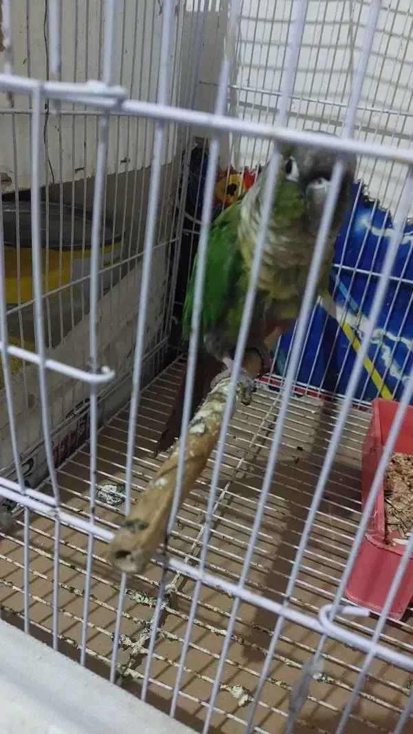 گوشی|لوازم جانبی موبایل و تبلت|چناران, |دیوار