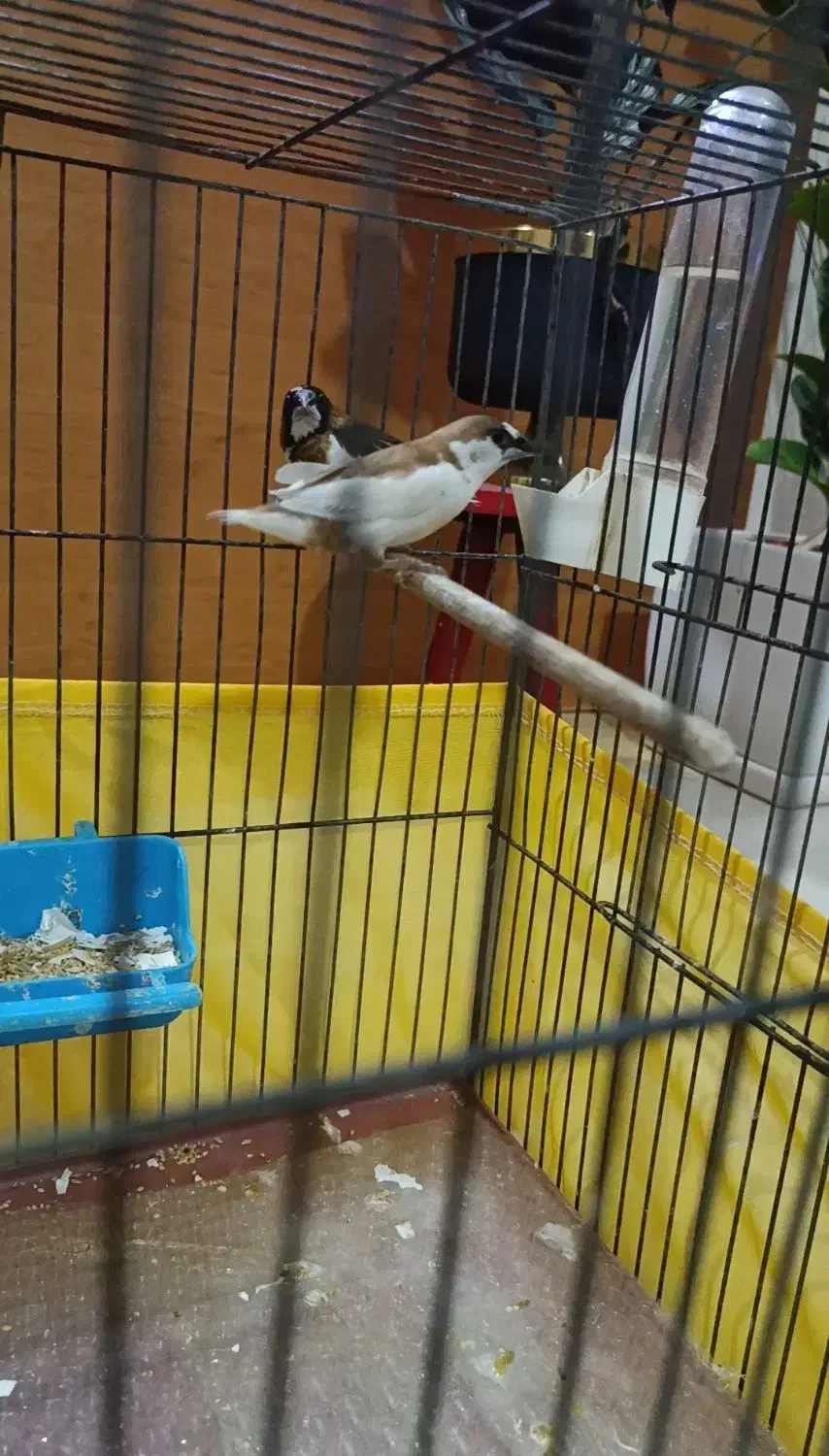 فنچ بنگالی|پرنده|تهران, وحیدیه|دیوار