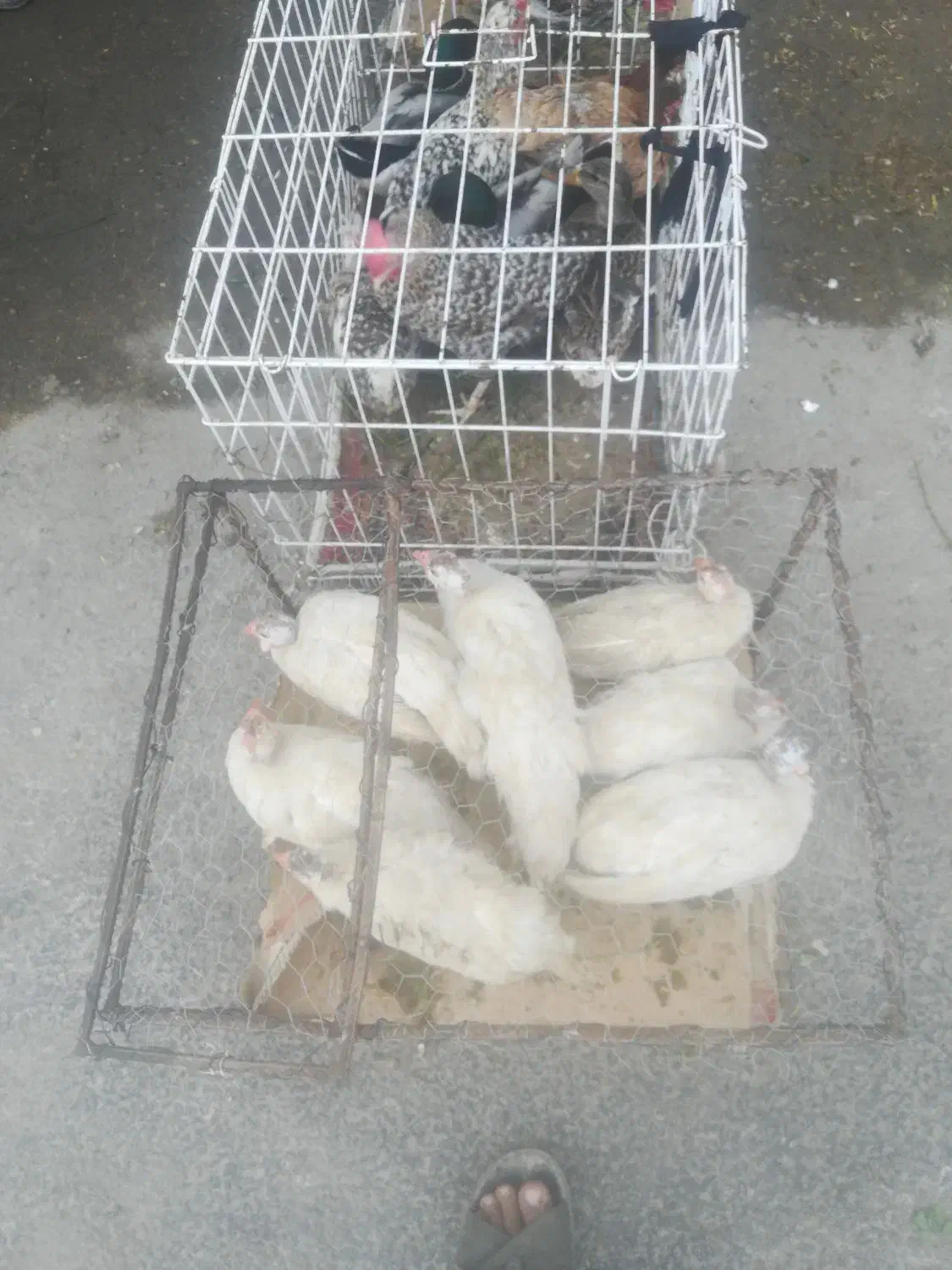 بلدرچین تخم گذار مرغ شاخدار|حیوانات مزرعه|هندیجان, |دیوار