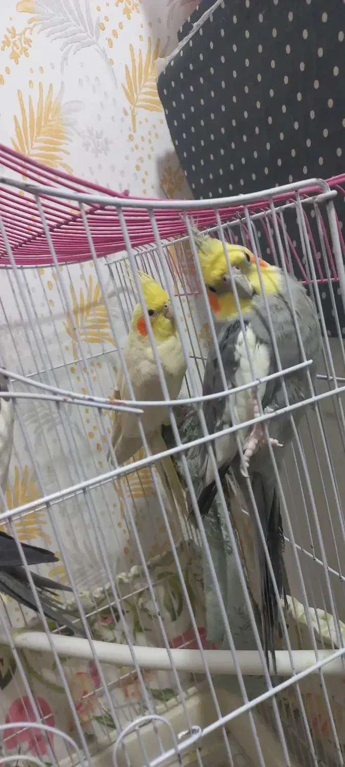 عروس هلندی|پرنده|شریف‌آباد, |دیوار