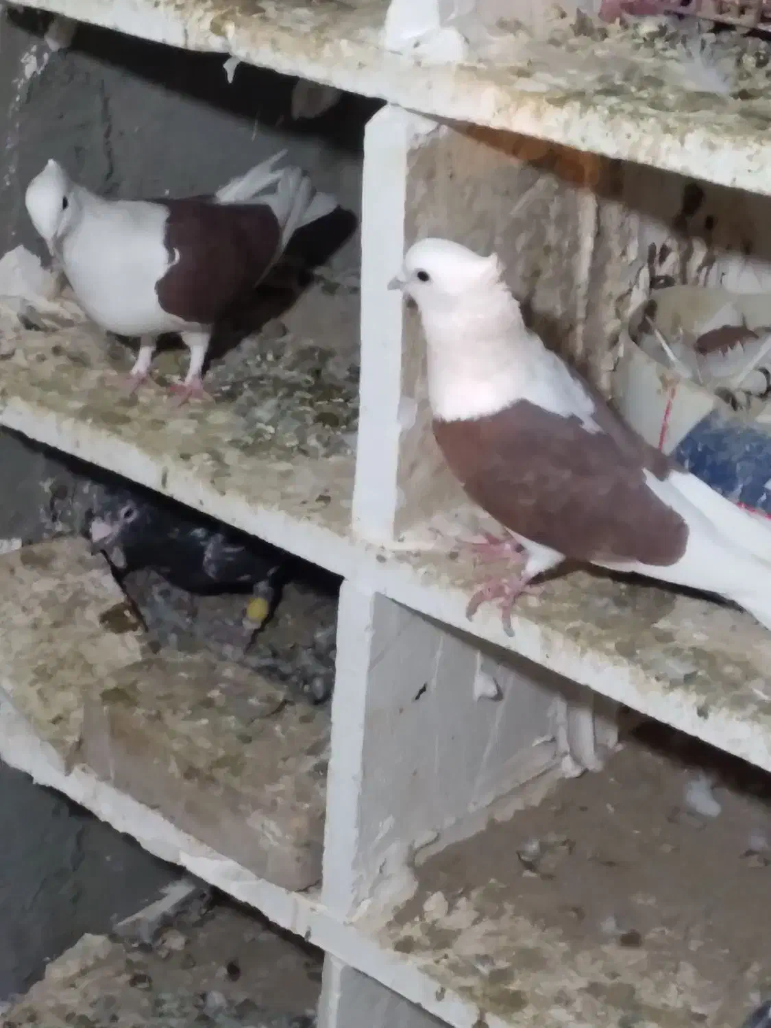 کبوتر|پرنده|جوین, |دیوار