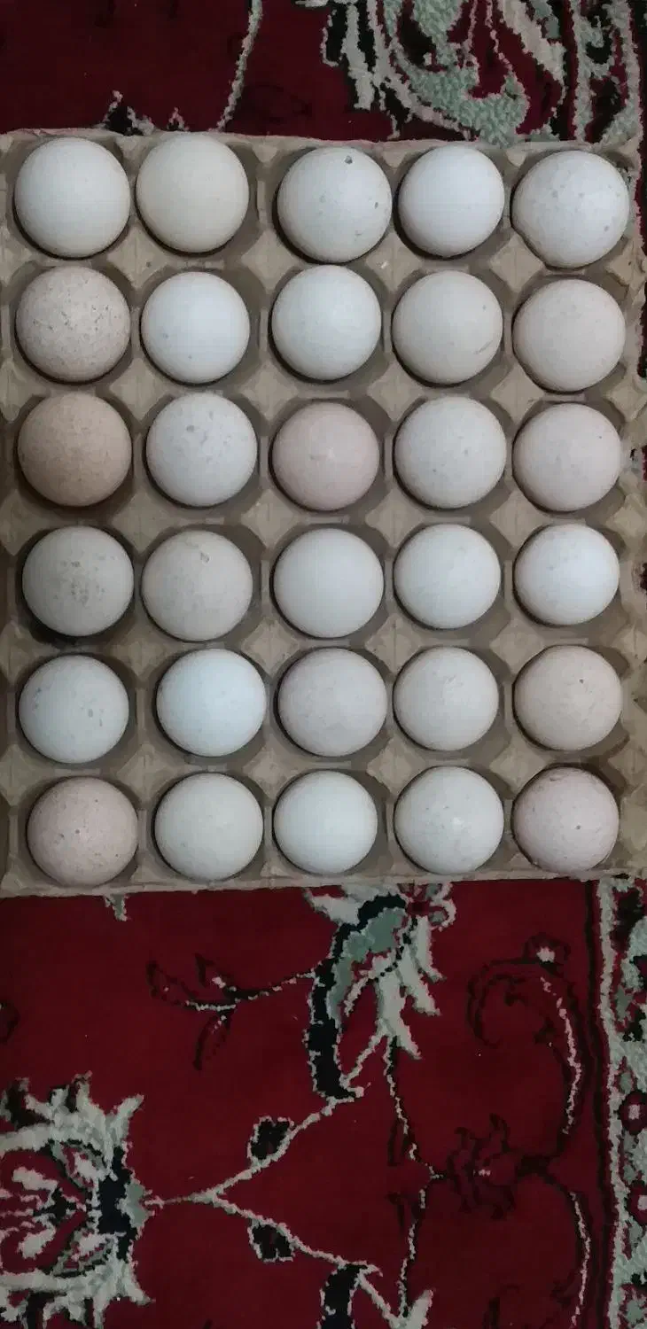 تخم بوقلمون|حیوانات مزرعه|سبزوار, قصبه غربی|دیوار