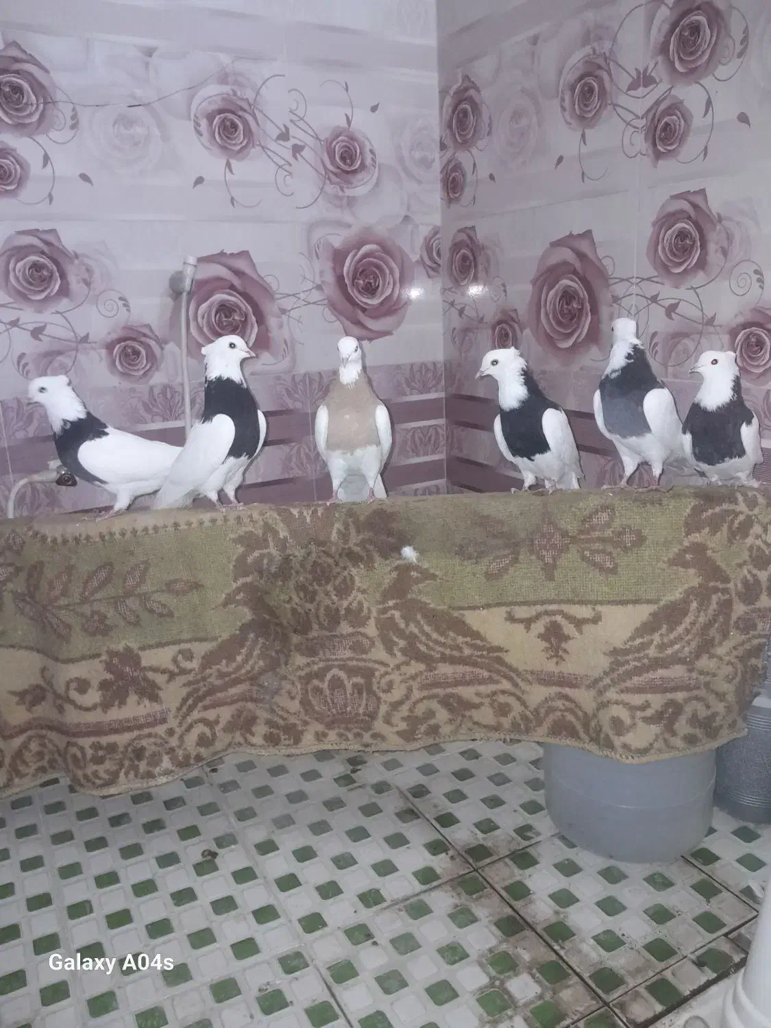 ۶عدد کبوتر طوقی فروشی همه با هم|پرنده|رامهرمز, |دیوار