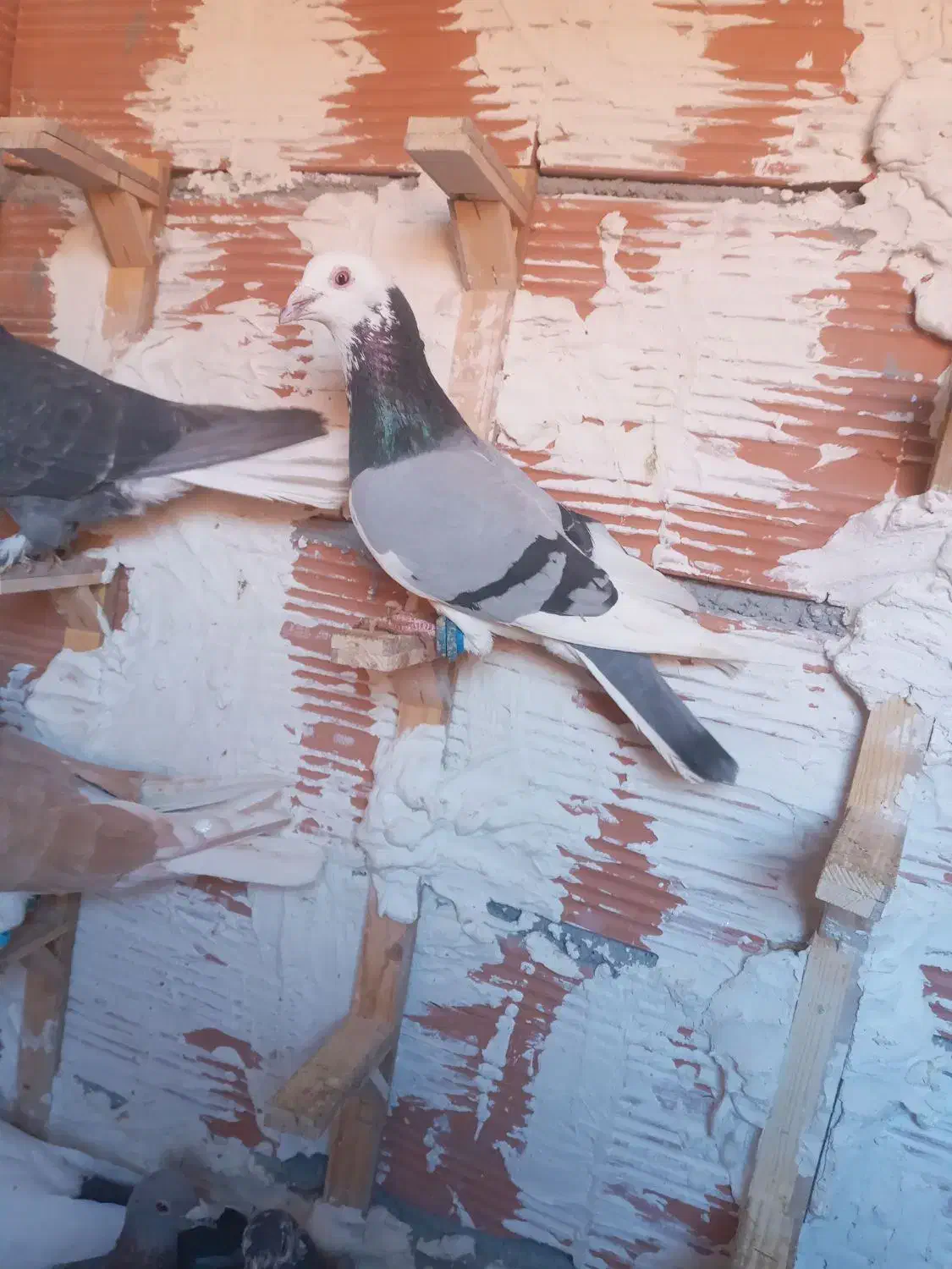 چهارتا حیوان پرشی ضربه ضمانتی|پرنده|بجنورد, |دیوار