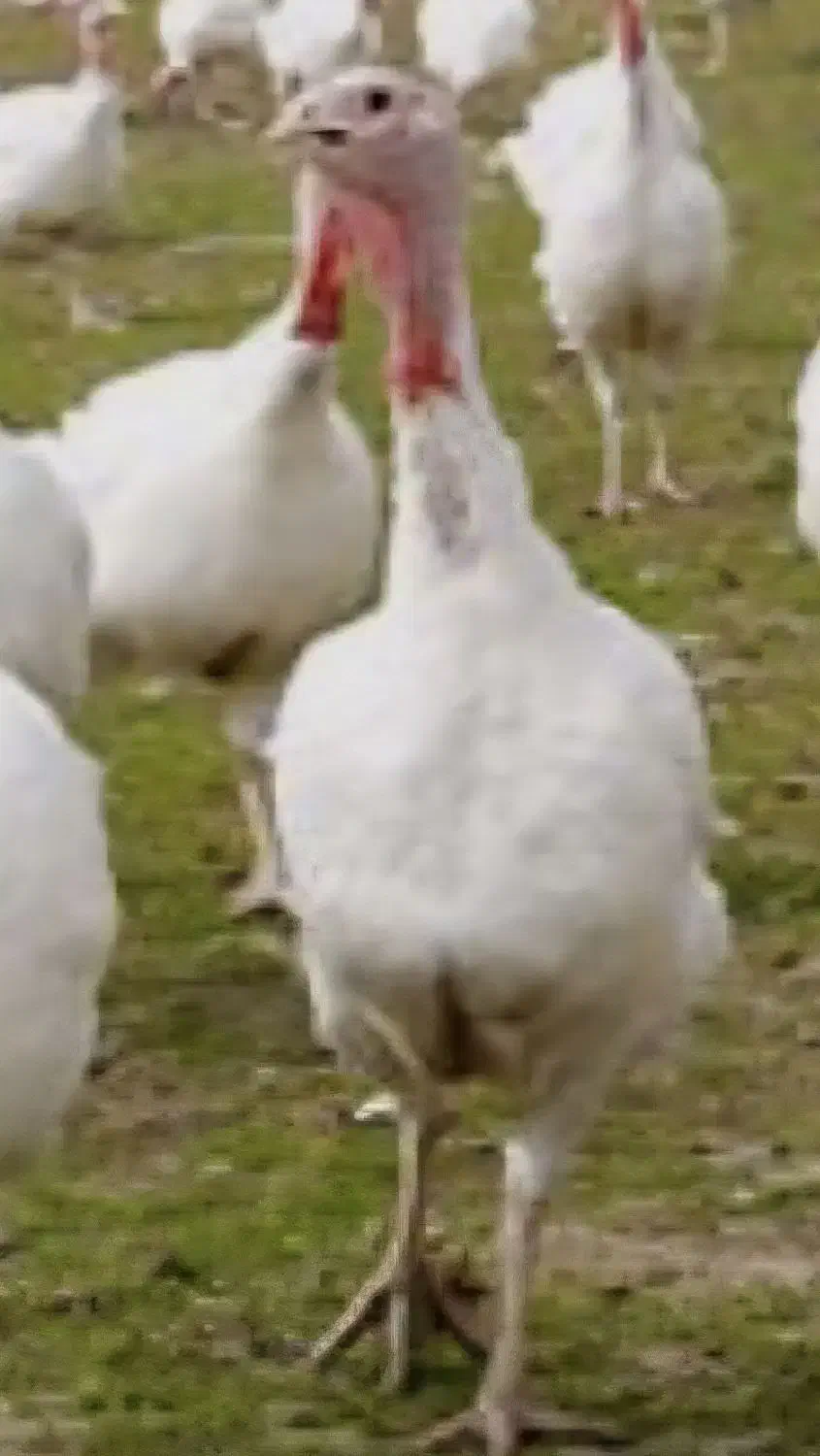 بوقلمون بیوتی گوشتی|حیوانات مزرعه|لاهیجان, آهندان|دیوار