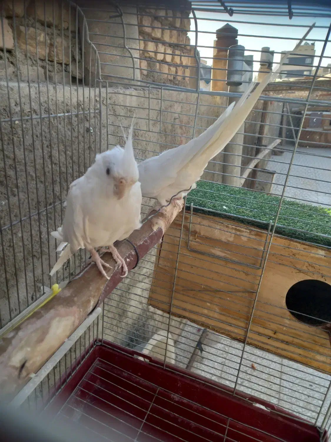 عروس هلند مولد|پرنده|اصفهان, آهنگران|دیوار