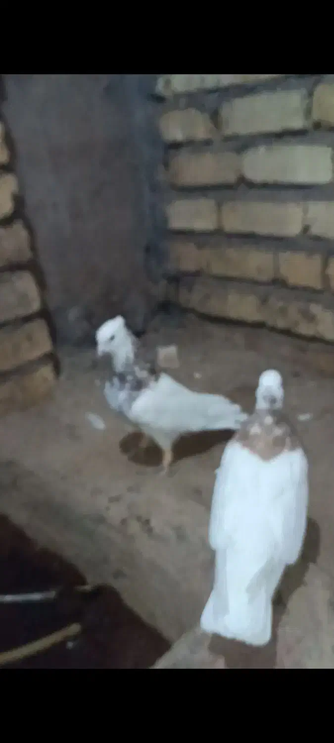 فروش کبوتر|پرنده|رشتخوار, |دیوار