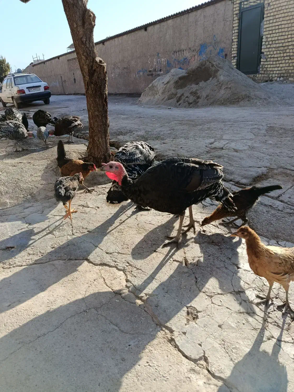 بوقلمون|حیوانات مزرعه|کوهدشت, |دیوار