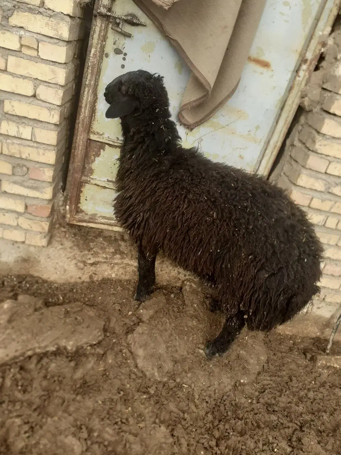 بره قوچ هترو|حیوانات مزرعه|انگوران, |دیوار