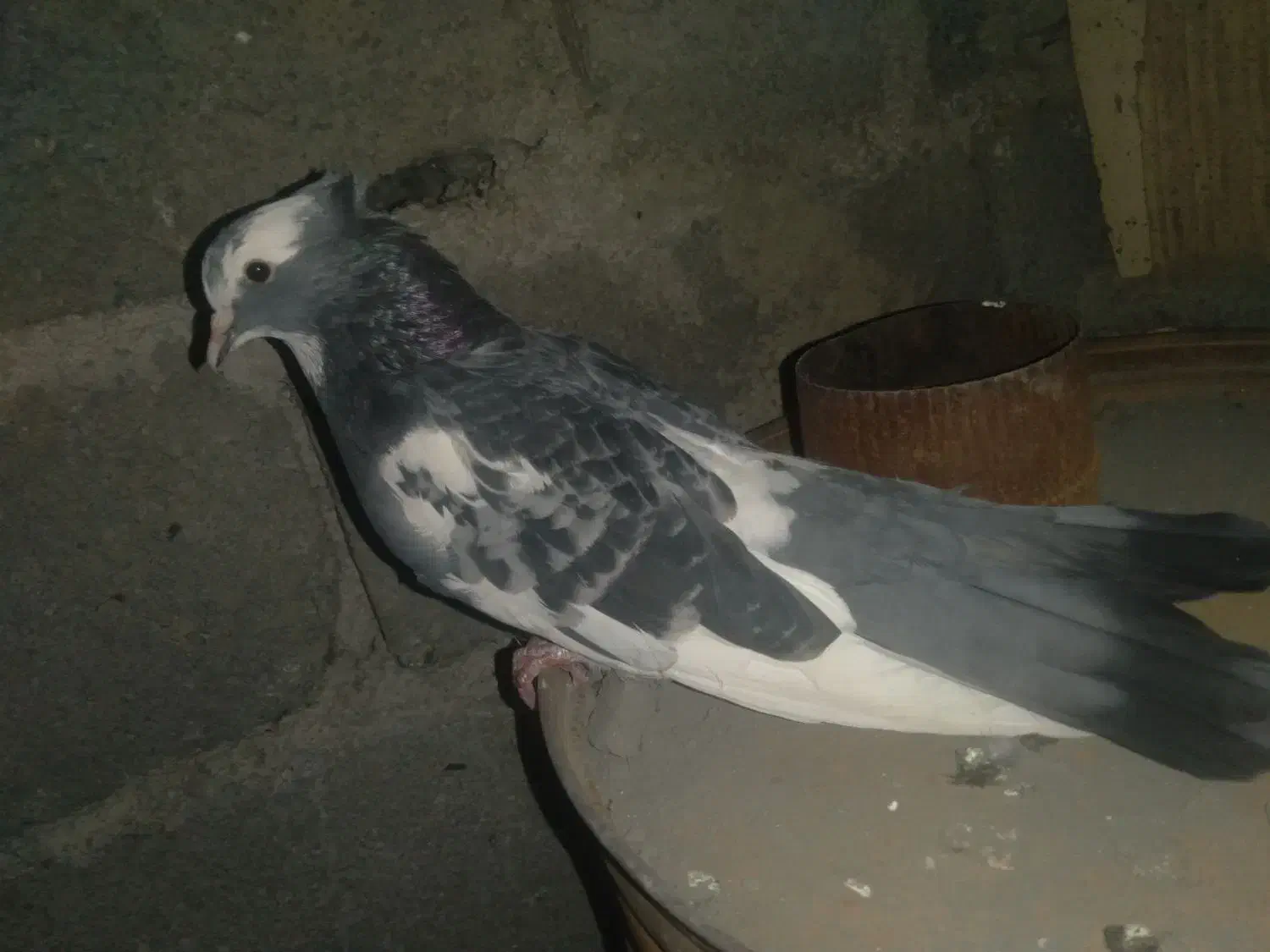 کبوتر ابلق|پرنده|پاوه, |دیوار