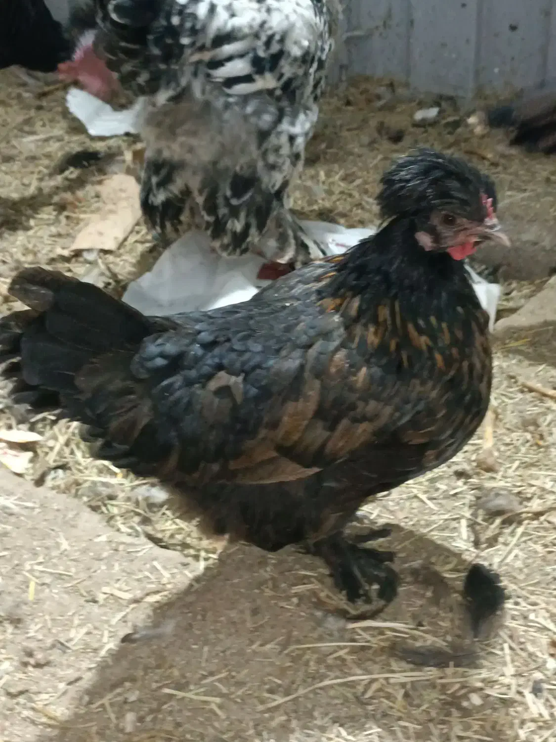 مرغ و خروس محلی و بوقلمون و اردک|حیوانات مزرعه|مشهد, گنبدواز|دیوار