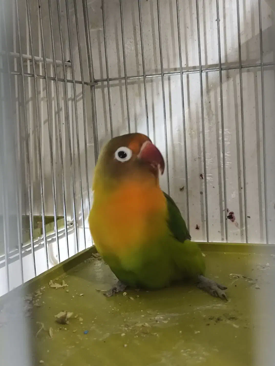 طوطی فیشر|پرنده|کازرون, |دیوار