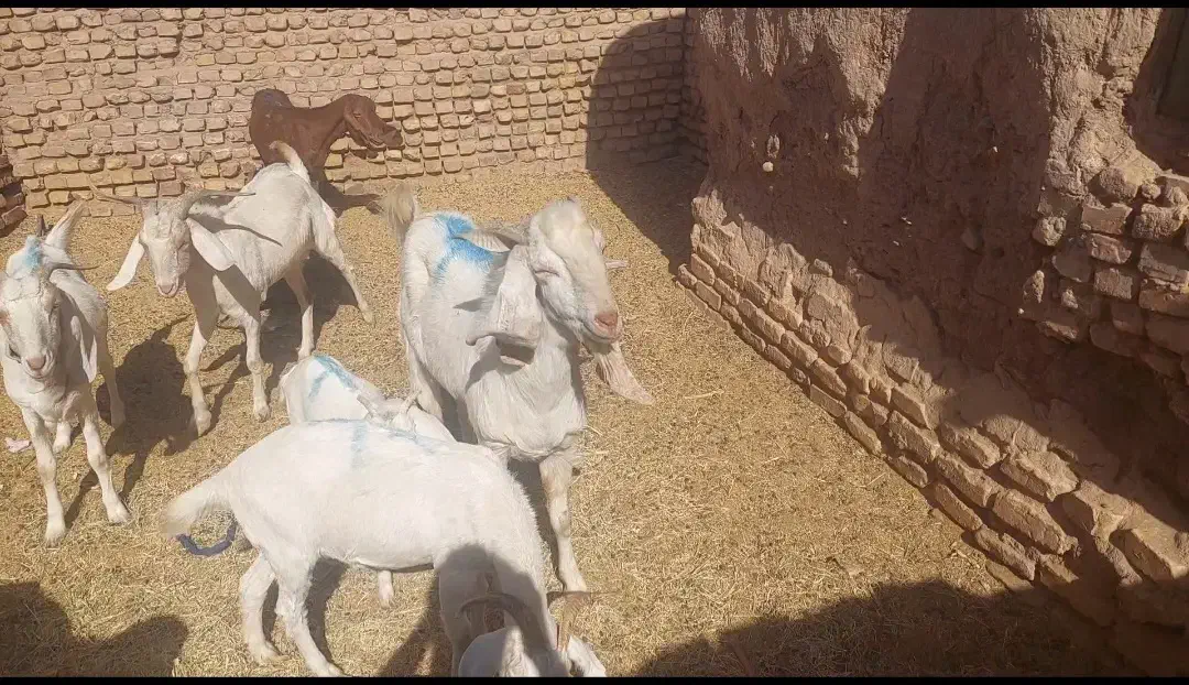 فروش۸ گوسفند بز|حیوانات مزرعه|کرمان, |دیوار