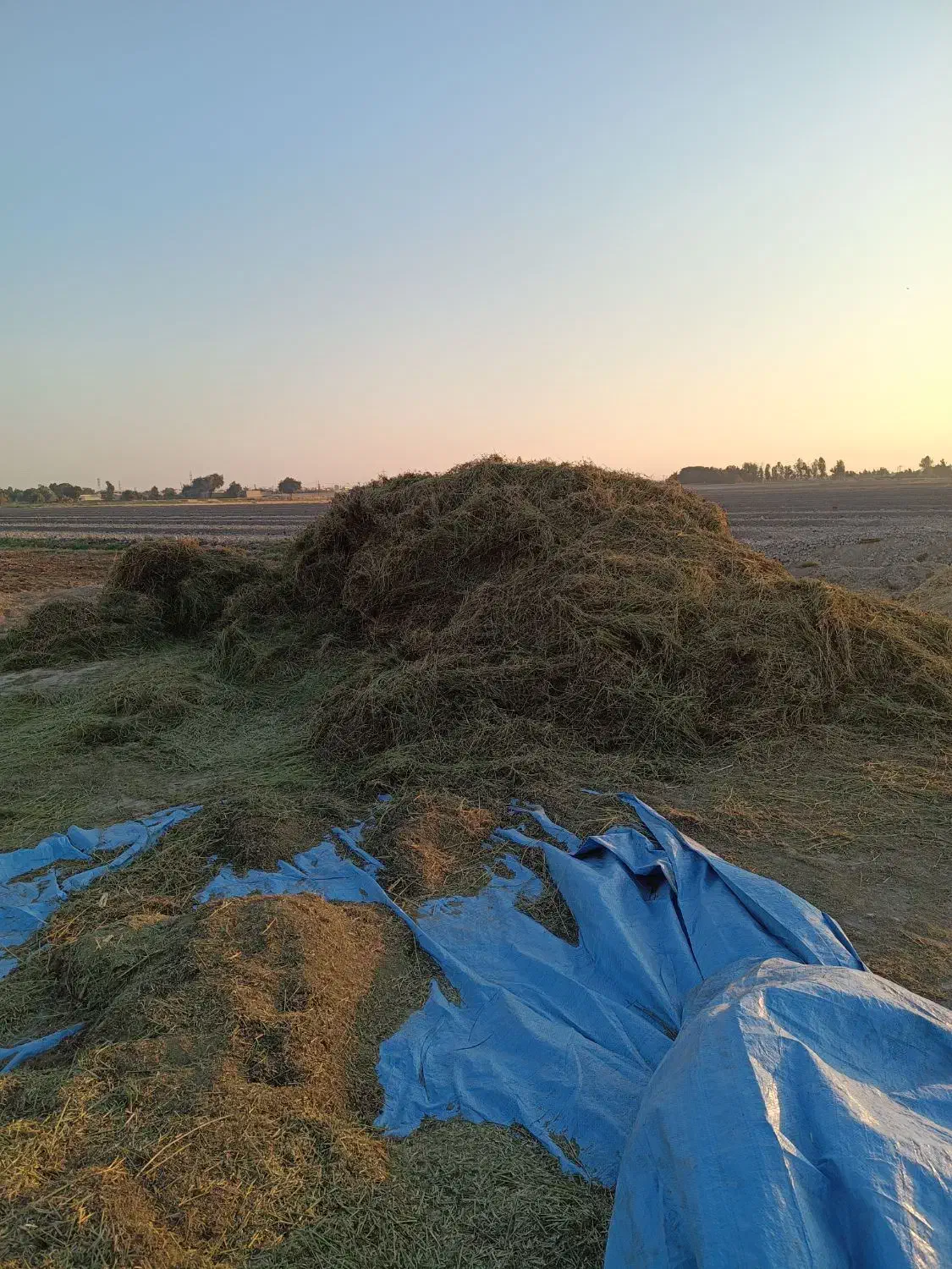 یونجه پر برگ|حیوانات مزرعه|رامهرمز, |دیوار